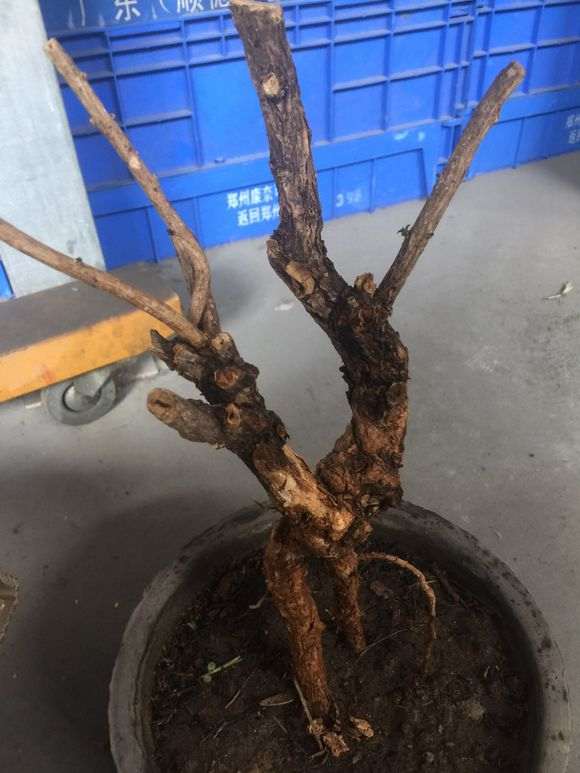 枸杞下山桩发芽后干了 怎么办 图片