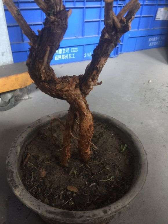 枸杞下山桩发芽后干了 怎么办 图片