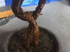 枸杞下山桩生桩泡多长时间 可以上桩