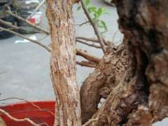 为什么枸杞下山桩有白色的东西 图片