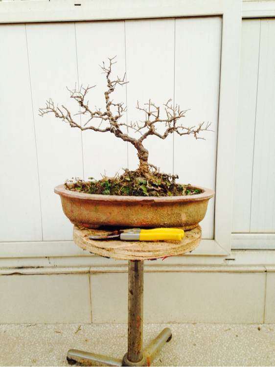 不错的枸杞下山桩 150元 贵吗 图片