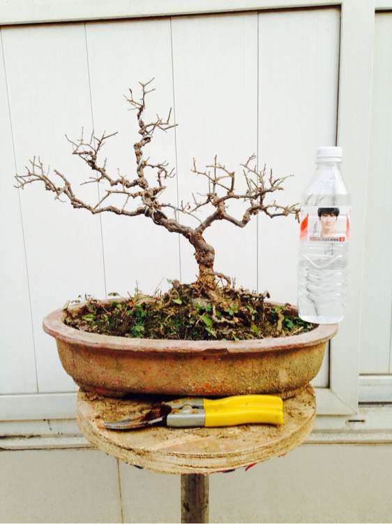 不错的枸杞下山桩 150元 贵吗 图片