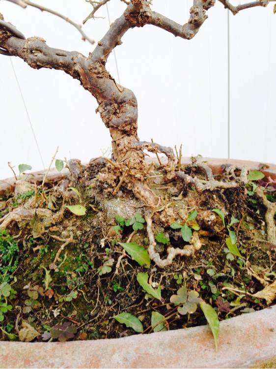 不错的枸杞下山桩 150元 贵吗 图片