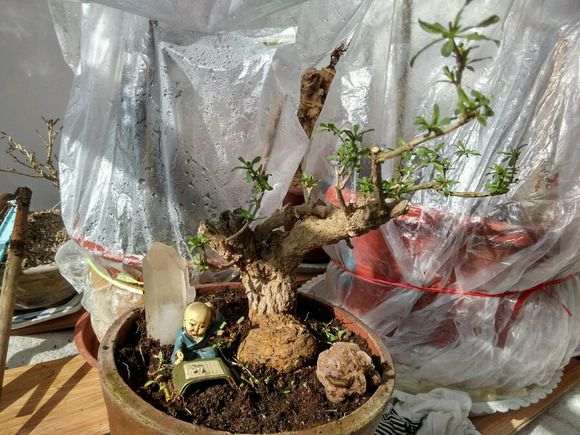 枸杞下山桩300元买的 怎么样 贵吗 图片