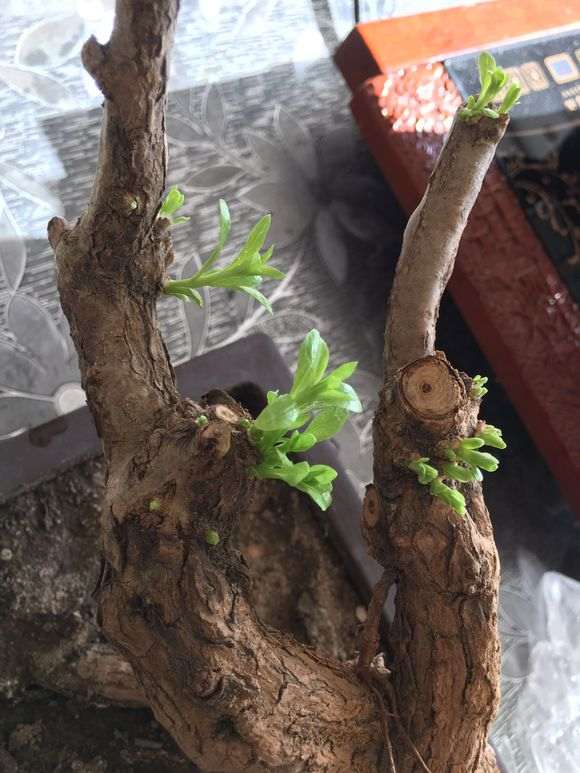 枸杞下山桩套袋10天发芽了 怎么生根