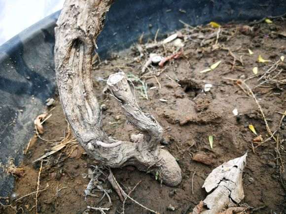 我的黑枸杞下山桩全部淹死了 怎么办