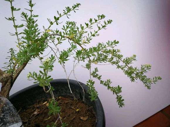 我的黑枸杞下山桩全部淹死了 怎么办