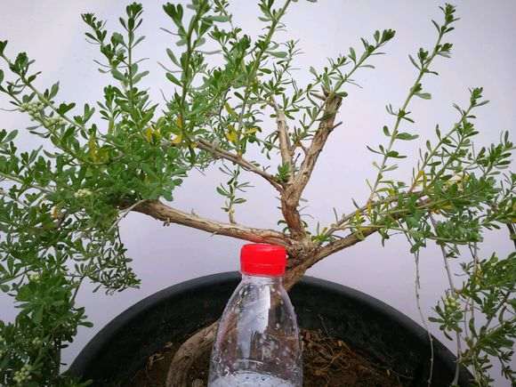 我的黑枸杞下山桩全部淹死了 怎么办