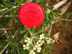 我的黑枸杞下山桩全部淹死了 怎么办