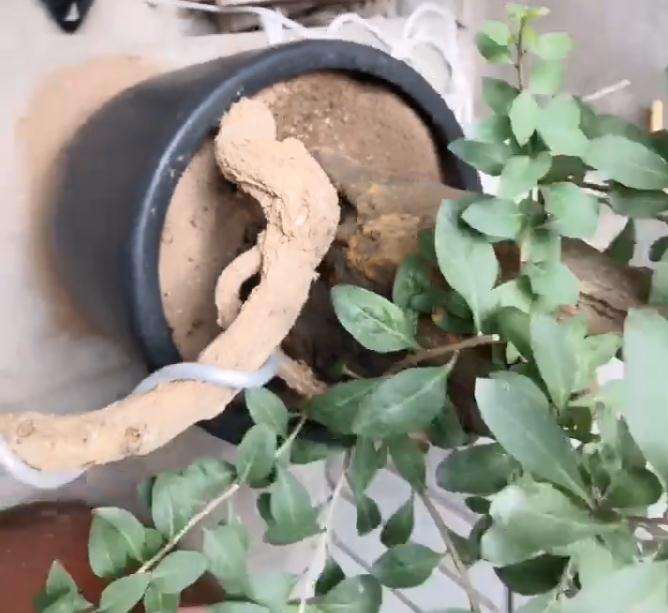 枸杞下山桩怎么灭蚁的方法 图片