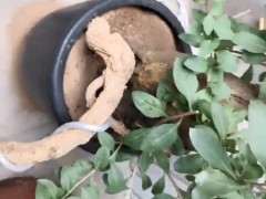 枸杞下山桩怎么灭蚁的方法 图片