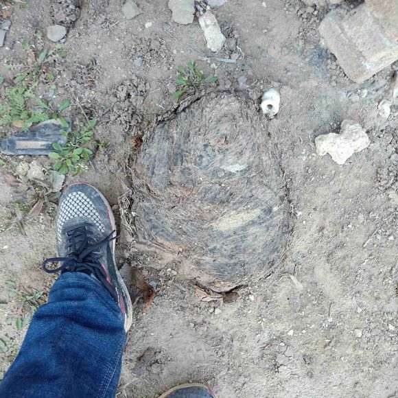 师傅们 看看枸杞下山桩怎么样 图片