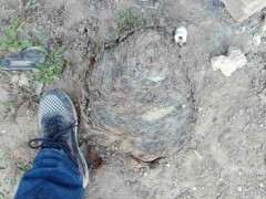 师傅们 看看枸杞下山桩可以吗 图片