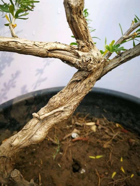 现在这个季节能不能挖出枸杞下山桩 图片