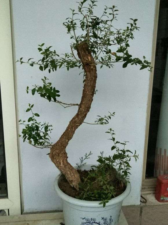 这是什么虫子残害我的枸杞下山桩 图片