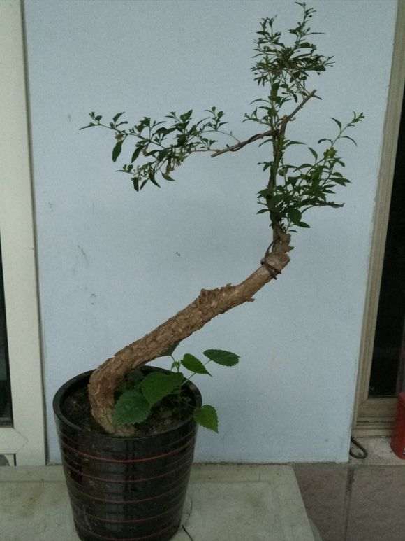 这是什么虫子残害我的枸杞下山桩 图片