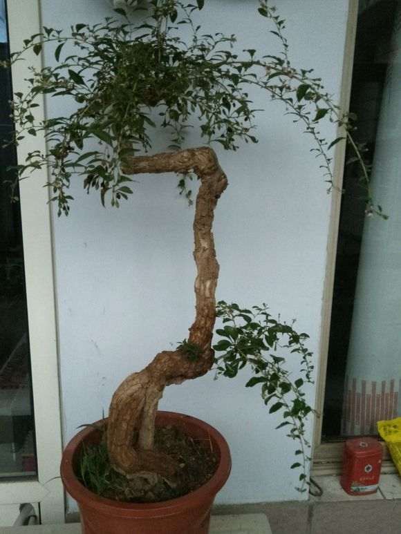 这是什么虫子残害我的枸杞下山桩 图片