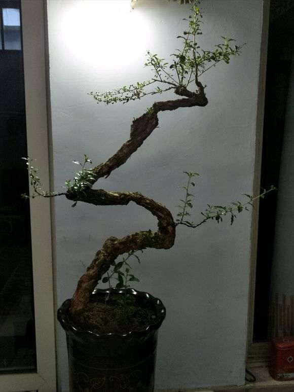 这是什么虫子残害我的枸杞下山桩 图片