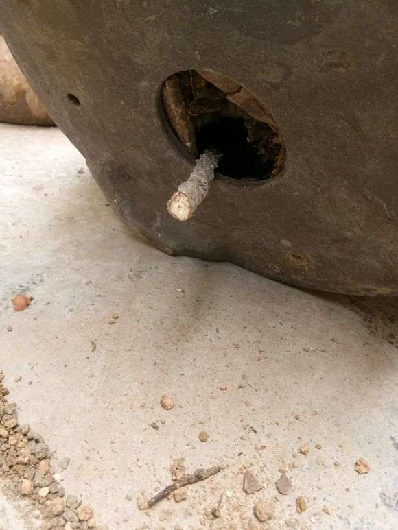 为什么你的枸杞下山桩不用铁丝网盖底