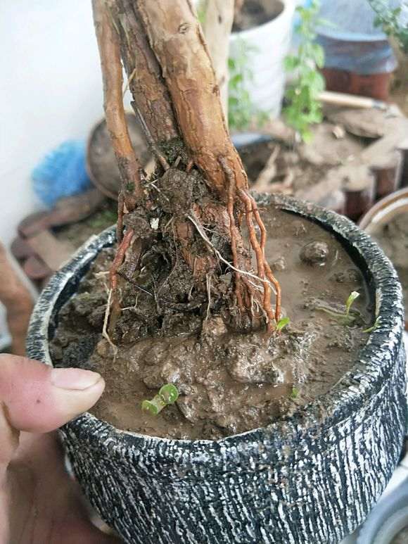 为什么枸杞下山桩树上是不是长虫子了