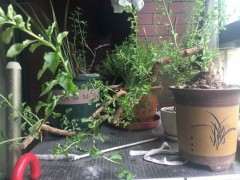 枸杞下山桩顶芽开始枯死 什么原因