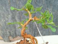 扦插三年的枸杞下山桩 可以吗 图片