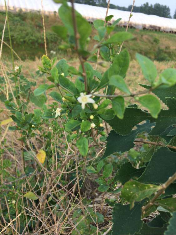 为什么野枸杞下山桩开淡紫色花 图片