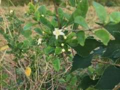 为什么野枸杞下山桩开淡紫色花 图片