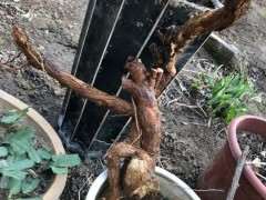 枸杞下山桩老根全埋地下 可以吗 图片