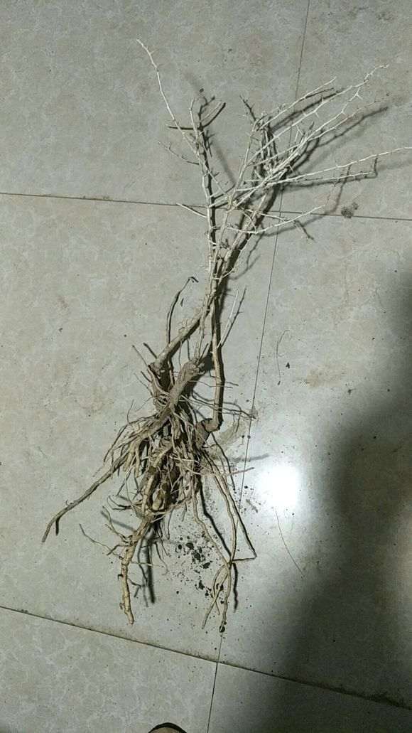 黑枸杞下山桩 46包邮 贵吗 图片