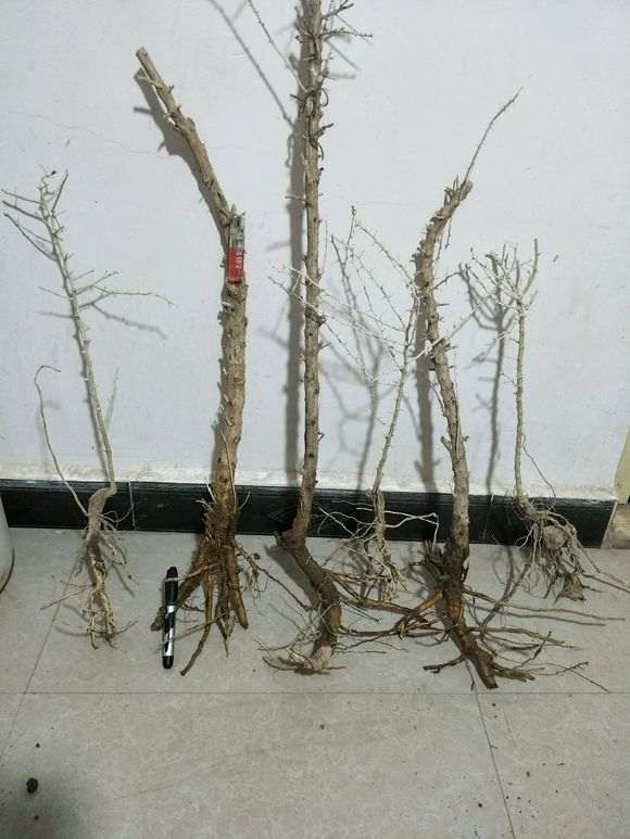 黑枸杞下山桩 46包邮 贵吗 图片