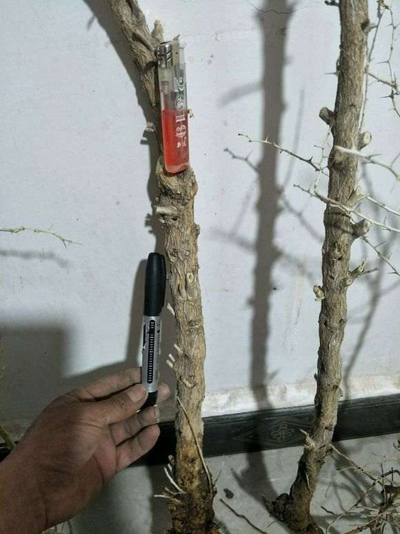 黑枸杞下山桩 46包邮 贵吗 图片