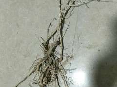 黑枸杞下山桩 46包邮 贵吗 图片