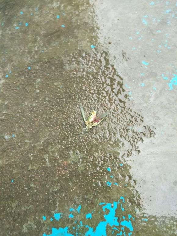 枸杞下山桩上长的昆虫叫什么 图片