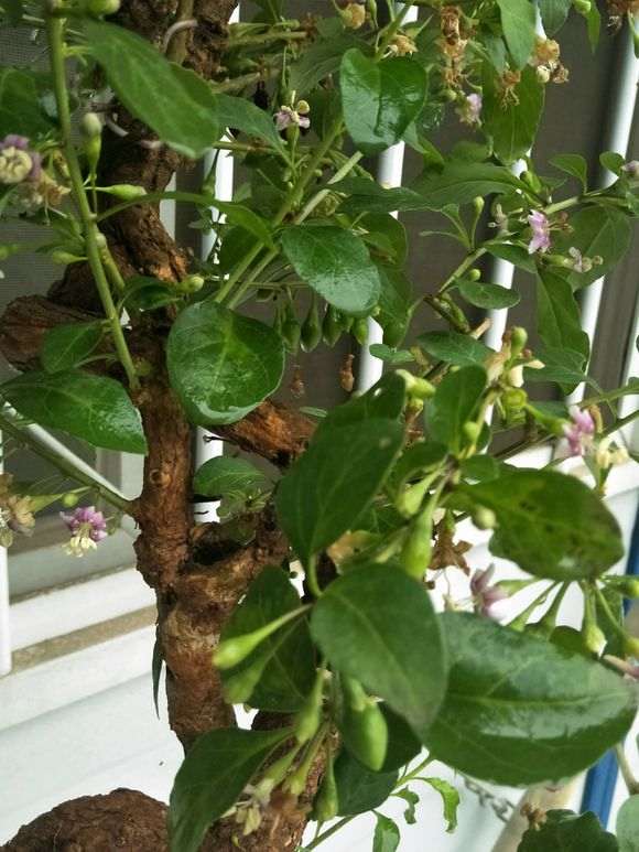 枸杞下山桩上长的昆虫叫什么 图片