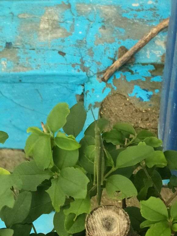 枸杞下山桩上长的昆虫叫什么 图片