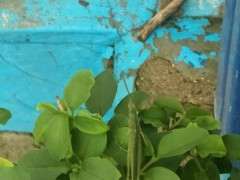 枸杞下山桩上长的昆虫叫什么 图片