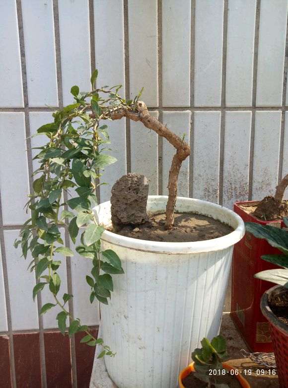 枸杞下山桩配什么样的花盆最好 图片