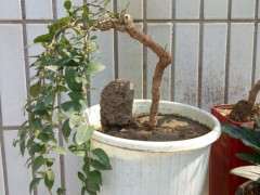 枸杞下山桩配什么样的花盆最好 图片