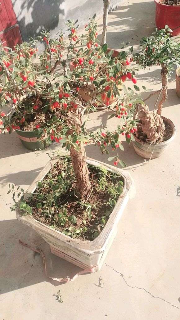 枸杞下山桩放室外会不会冻死 图片