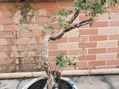 为什么会枸杞下山桩的冬果长成这样 图片