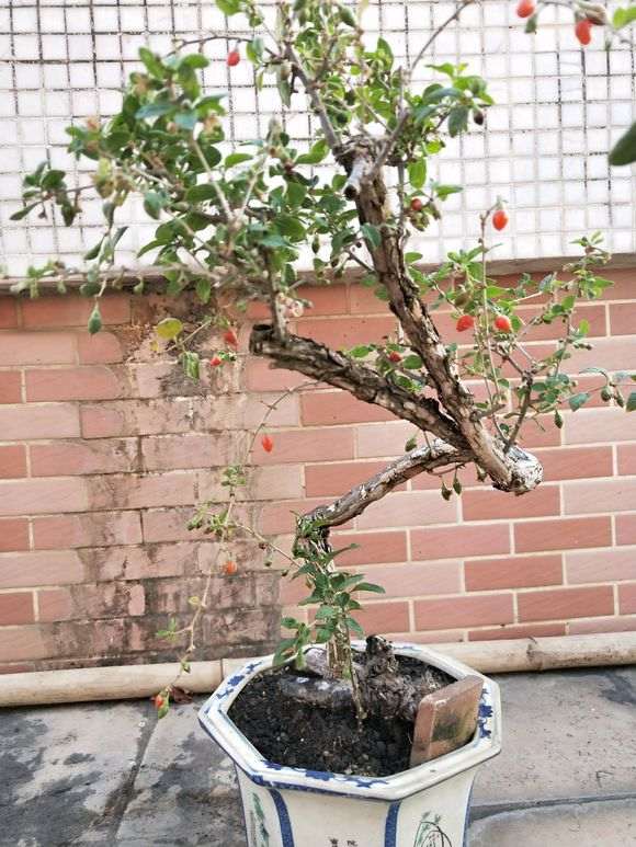 枸杞下山桩多久喷一次阿维菌素 图片