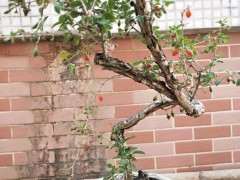 枸杞下山桩多久喷一次阿维菌素 图片