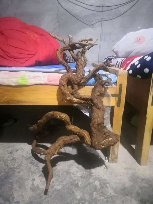 枸杞下山桩怎么栽更漂亮 图片