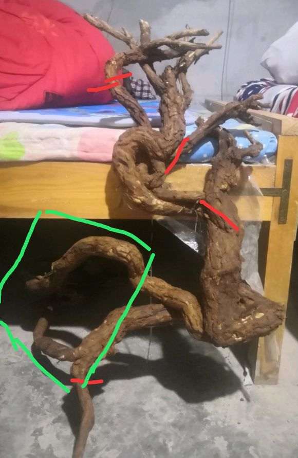 枸杞下山桩怎么栽更漂亮 图片