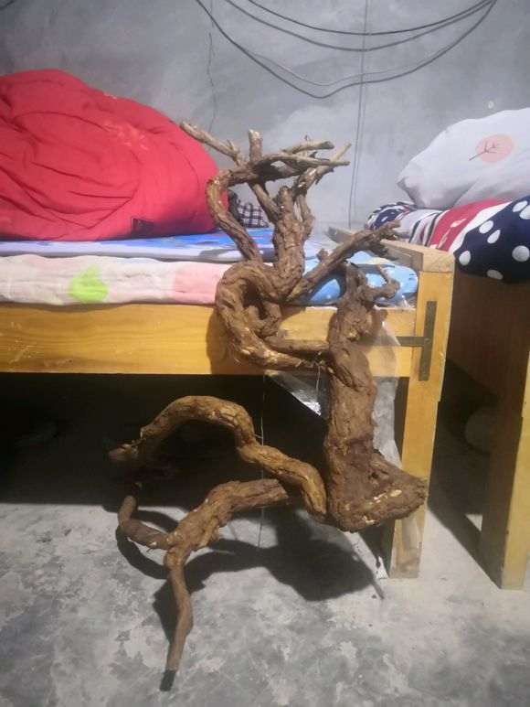 枸杞下山桩怎么栽更漂亮 图片