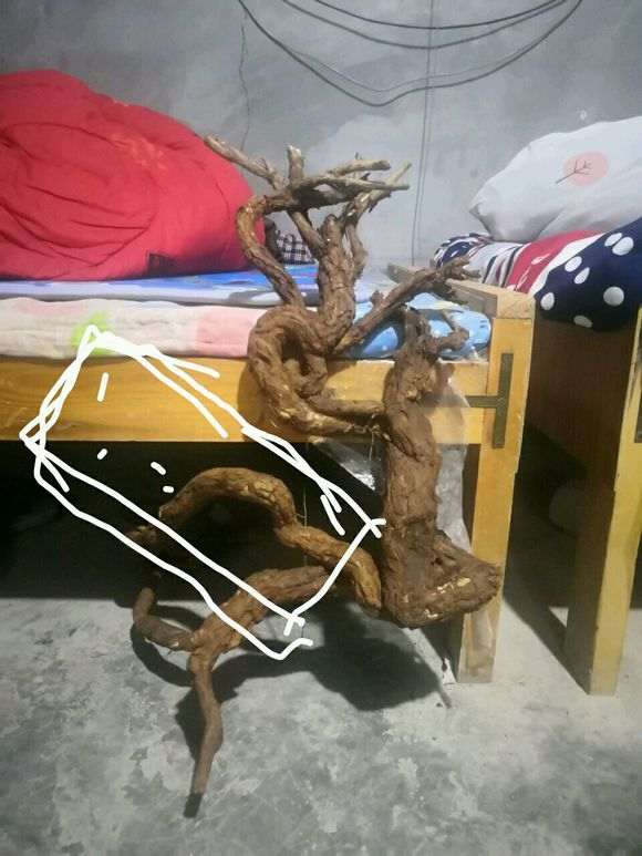 枸杞下山桩怎么栽更漂亮 图片