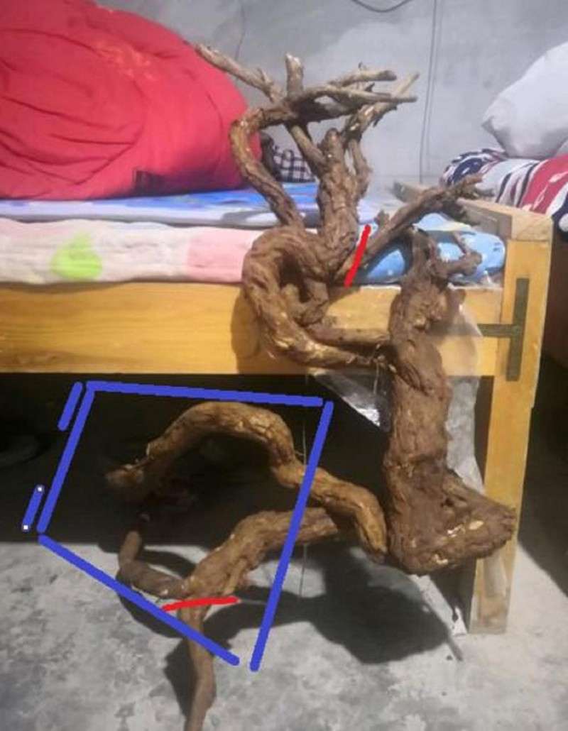 怎么用农药喷枸杞下山桩的叶子 图片