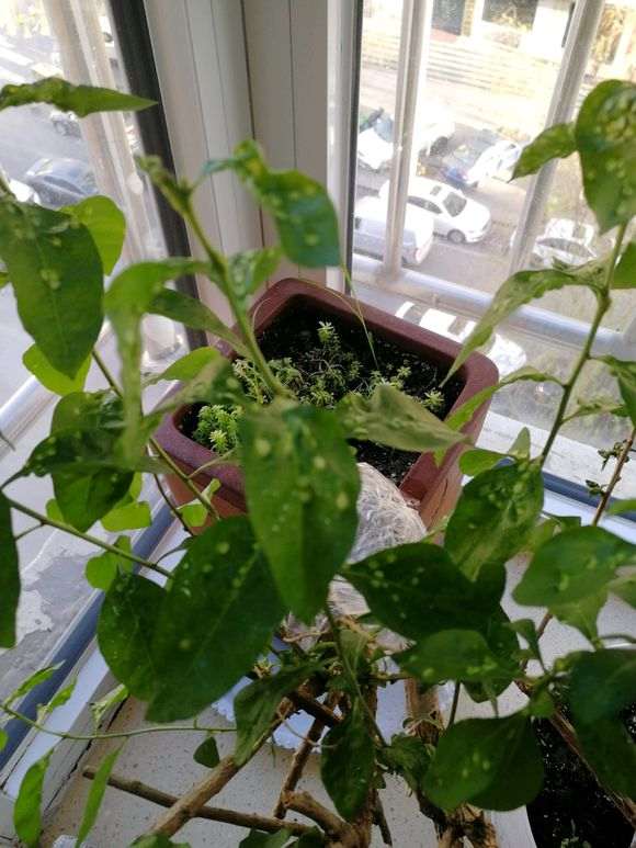 枸杞下山桩被樱螨虫感染 怎么办 图片