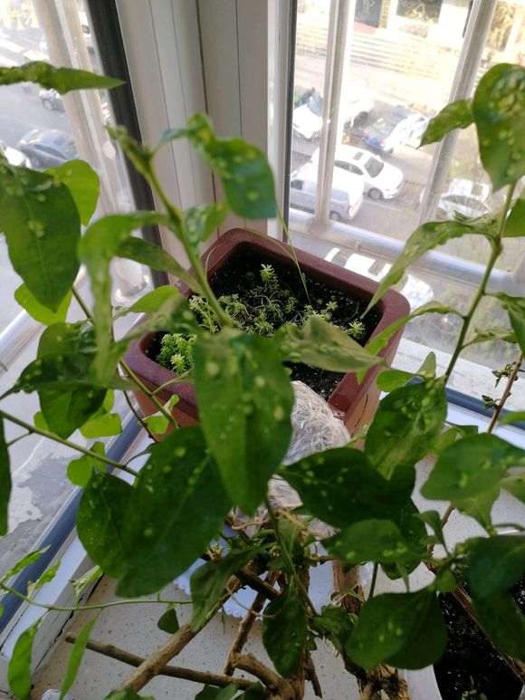 枸杞下山桩被樱螨虫感染 怎么办 图片